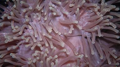 <strong>异形</strong>目不错啊华丽的海海葵ritteri海葵